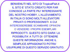 BENVENUTI NEL SITO DI TropicalFish.it 
 IL SITO E STATO CREATO PER FAR 
 CONOSCE LA PARTE PIU INTERESSANTE
 DEL NOSTRO HOBBY, LALLEVAMENTO. 
 IN ITALIA CI SONO MOLTI ALLEVATORI
 PRIVATI O PROFESSIONISTI  A CUI
 INTERESSEREBBE SCAMBIARE OPINIONI
 O VENDERE I PROPRI ESEMPLARI
 RIPRODOTTI. QUESTO SITO DARA LA
 POSSIBILITA A TUTTI DI  OTTENERE
 QUESTE INFORMAZIONI. ANCHE IL 
 SEMPLICE APPASIONATO POTRA  
 USUFRUIRE DI QUESTO SERVIZIO GRATIUTO.