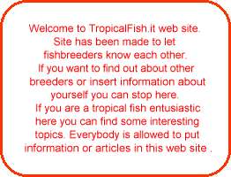 Welcome to TropicalFish.it web site. 
 Site has been made to let 
 fishbreeders know each other.
 If you want to find out about other
 breeders or insert information about
 yourself you can stop here. 
  If you are a tropical fish entusiastic
  here you can find some interesting
 topics. Everybody is allowed to put
 information or articles in this web site .