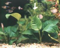 anubias