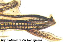 gonopodio