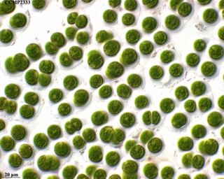 chlorella